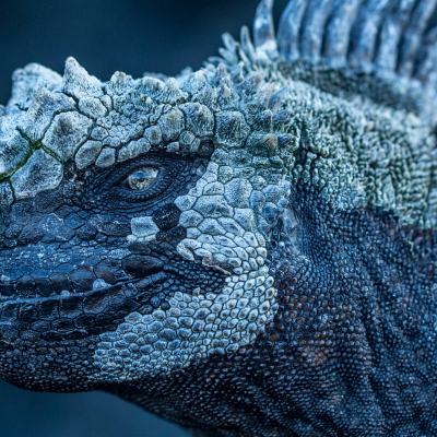 Marine-Iguana_Mission-Galapagos-C-Atlantic-Productions-Ltd.jpg