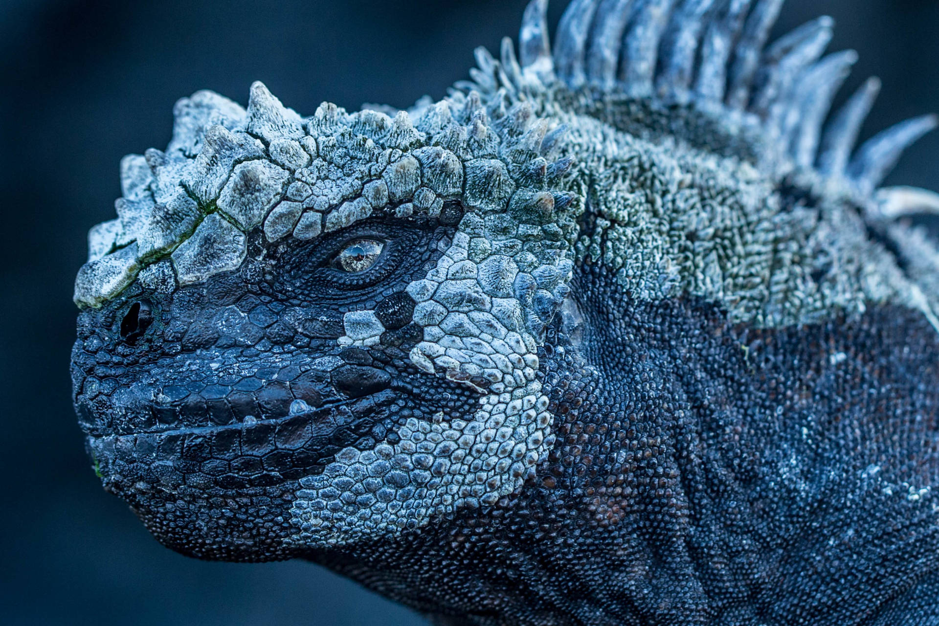 Marine-Iguana_Mission-Galapagos-C-Atlantic-Productions-Ltd.jpg